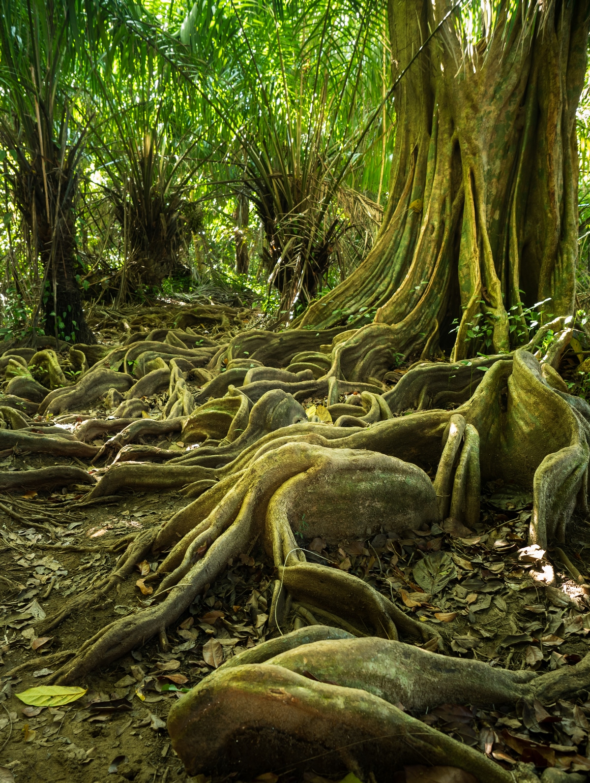 Costa Rica's jungle